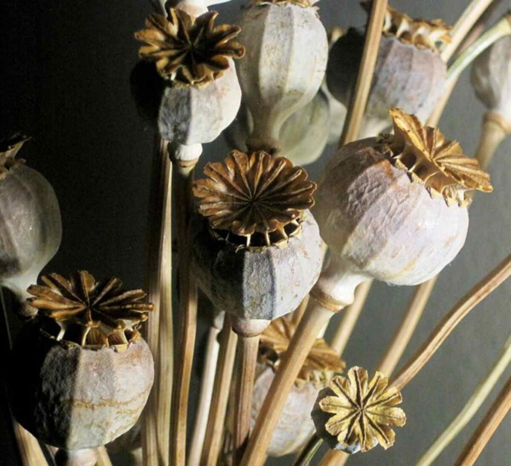 Dry poppy pods