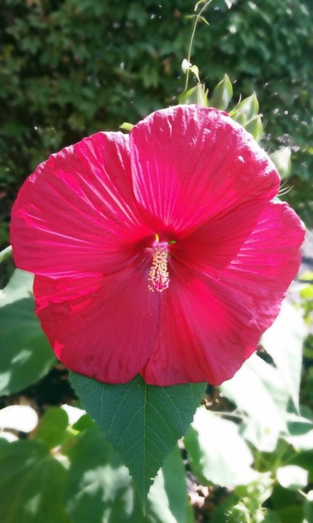 Althea Plant