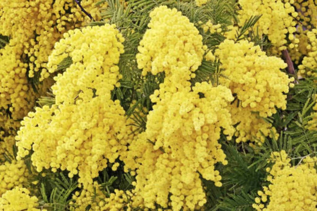 Goldenrod is the State Flower of Kentucky