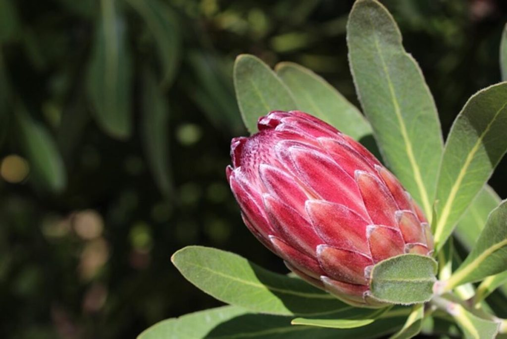 African Mask Plant
