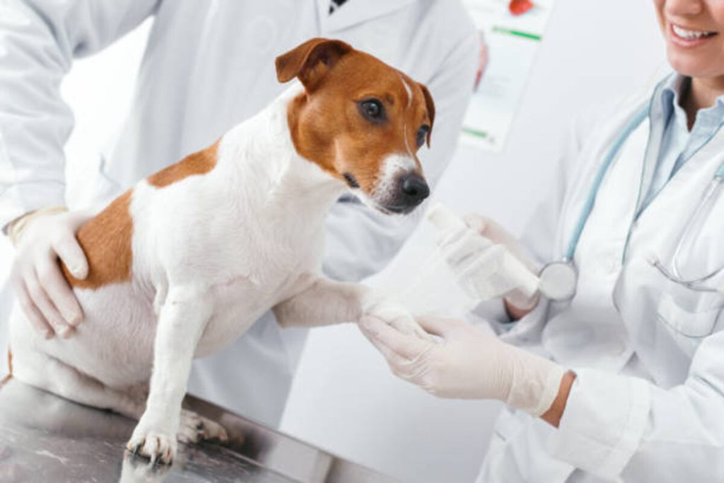 Is Your Dog Reincarnated