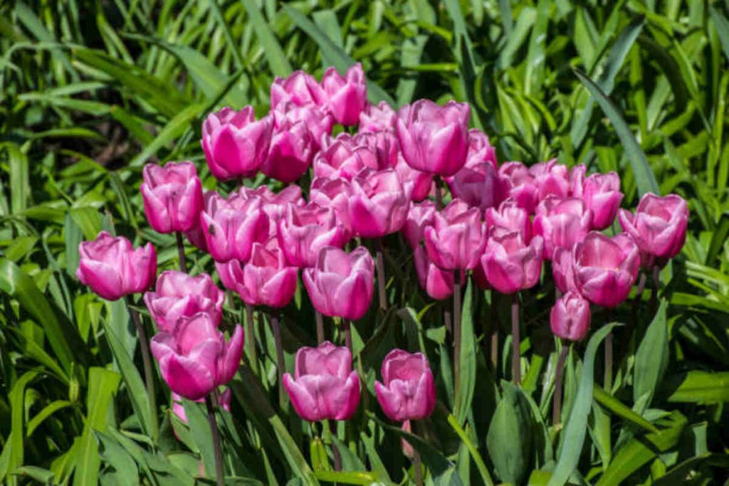 Flower Farms Near Me in New York