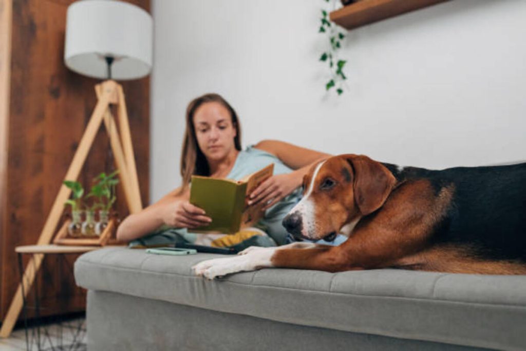 House Trained Like a Pet Crossword Clue