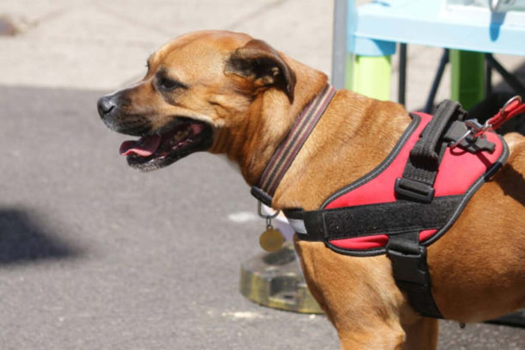 Find Pets For Adoption