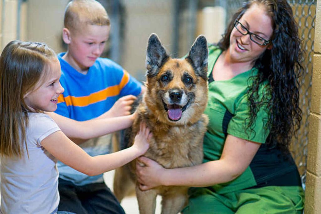 Harrisonburg Pets - Adopting a New Pet