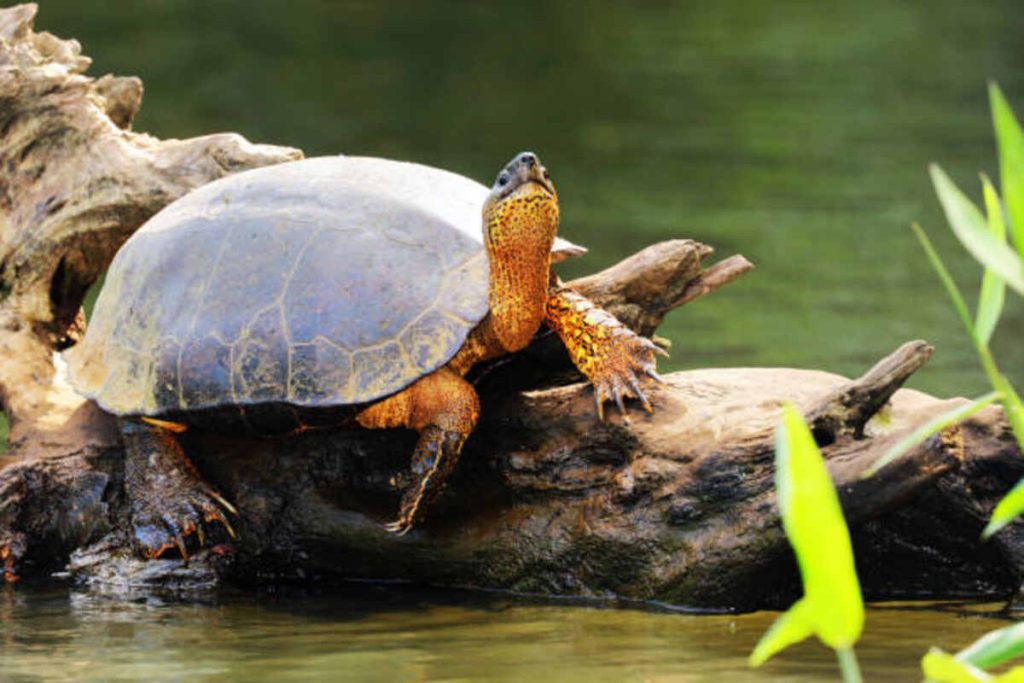 Leave No Trace in the Black River Wild Forest