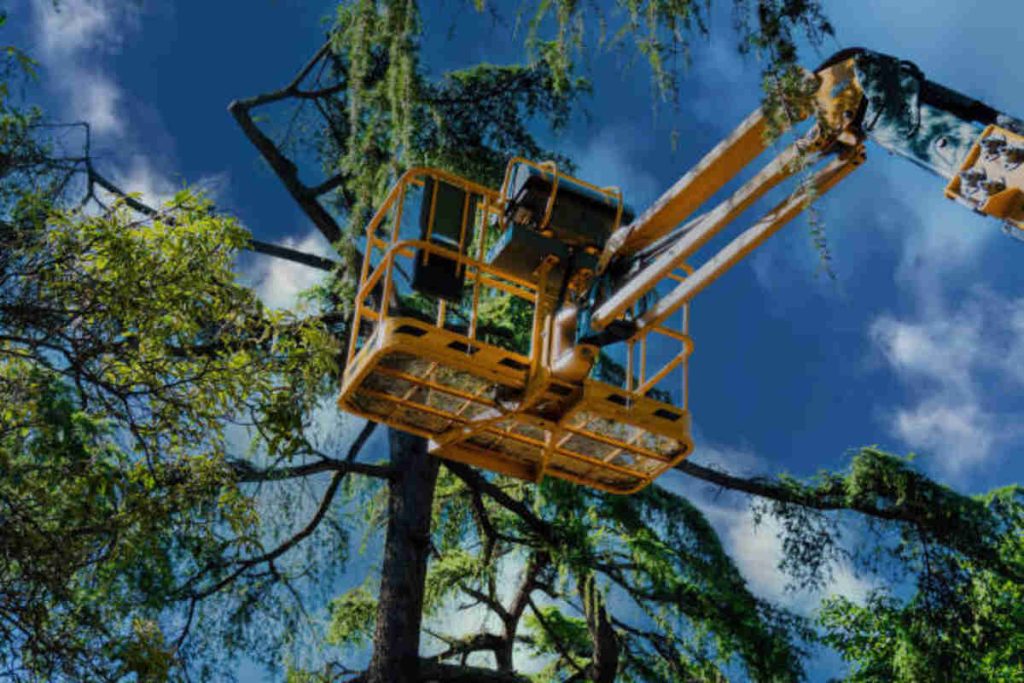 tree service sunnyvale
